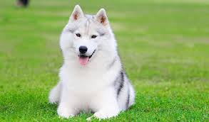 Husky Eğitim Merkezi