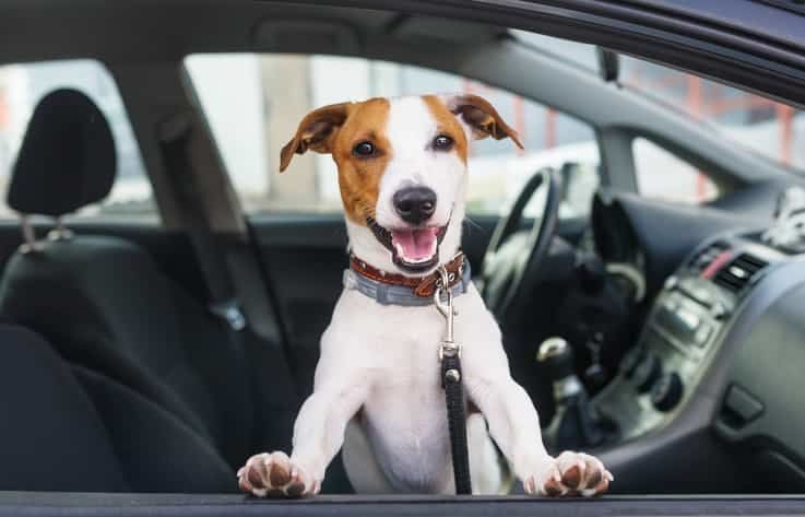 Jack Russell Eğitim Merkezi
