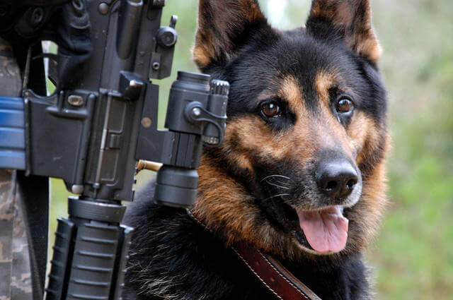 K9 Eğitim Merkezi