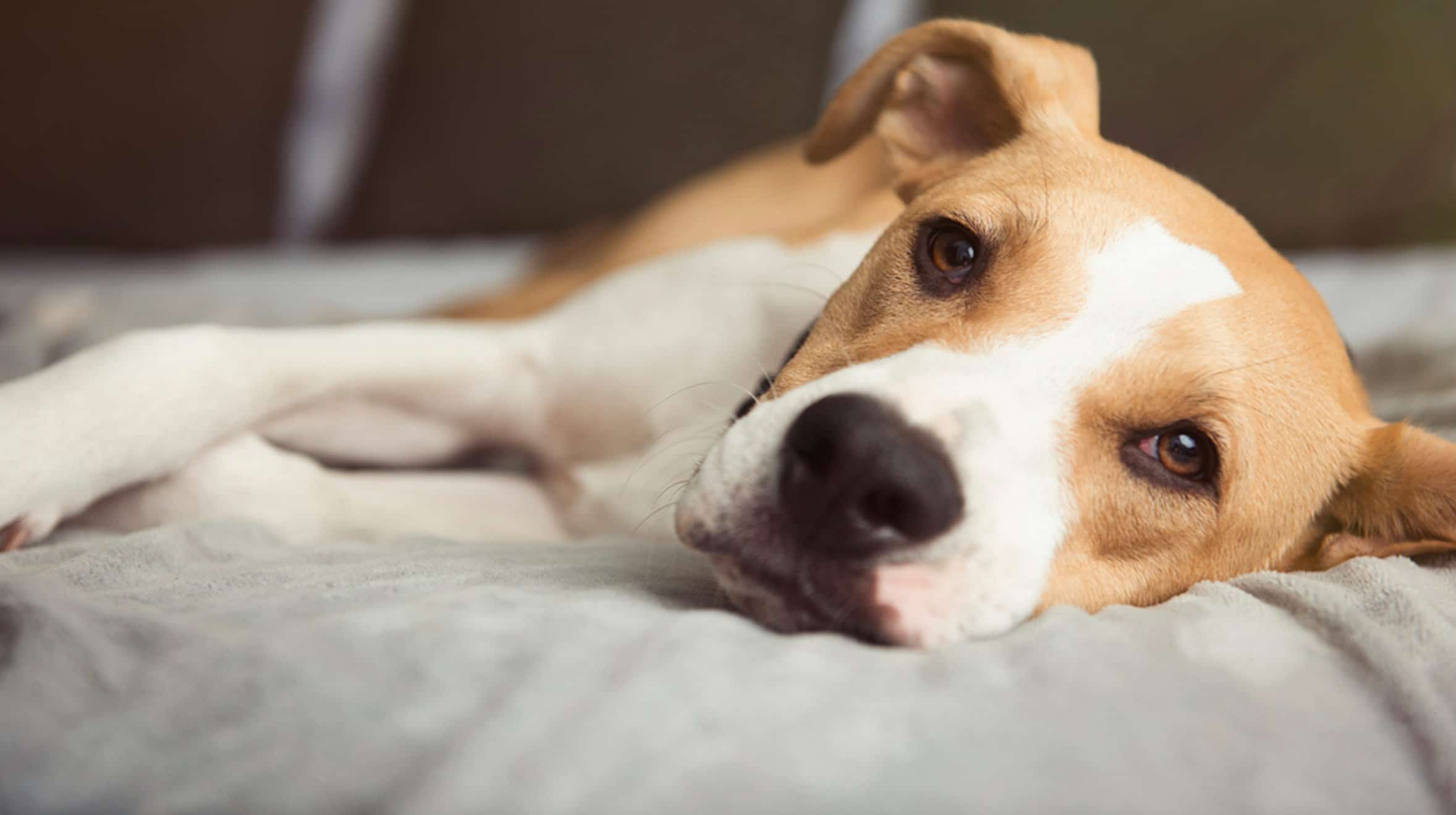 Köpek Eğitim Fiyatları