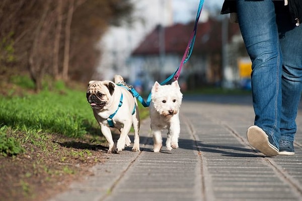 Köpek Neden Sol Tarafta Gezdirilir