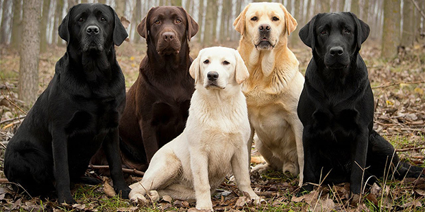 Labrador Eğitim Merkezi