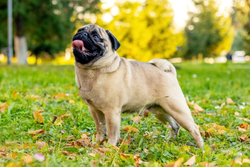 Pug Eğitim Merkezi