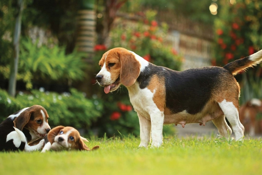 beagle eğitim merkezi