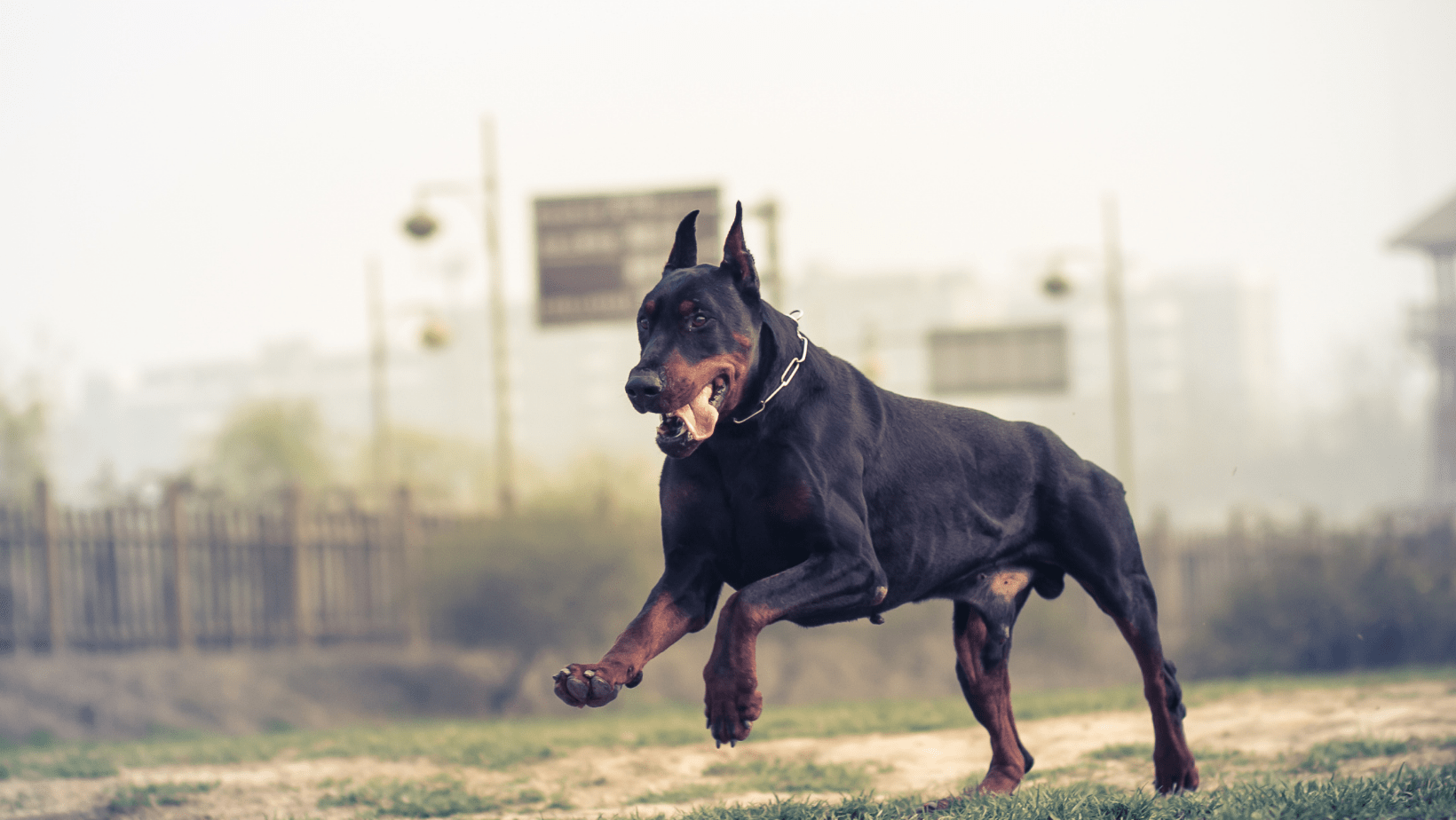 doberman eğitim merkezi