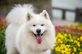 köpek eğitim merkezi