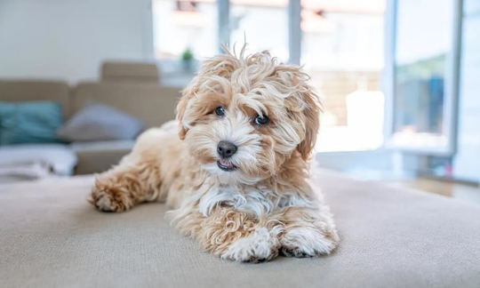 maltipoo eğitim merkezi