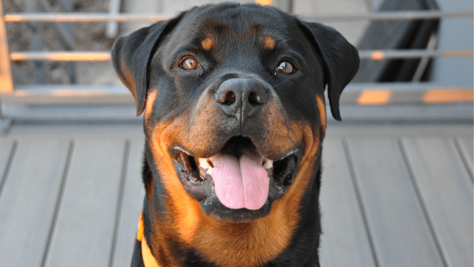 rottweiler eğitim merkezi