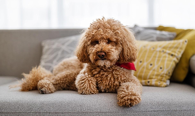 toy poodle eğitim merkezi